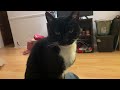 Tuxedo Cat Chest Scratch Purrfection