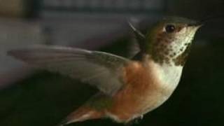 Slow Motion Hummingbirds 2 HD 720p
