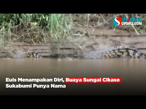 Euis Menampakan Diri, Buaya Sungai Cikaso Sukabumi Punya Nama