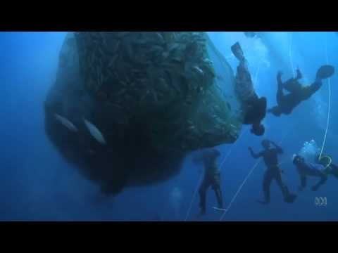 Human Planet | Oceans: The mass fishing technique known as 'Pa-aling' | Sundays,  7.30pm, ABC1