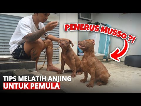 DOG TRAINING TIPS FOR BEGINNERS ‼️ MUSSO PUPPIES SENT TO PAPUA
