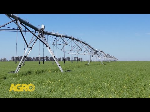 Córdoba apuesta por la colza y los resultados impresionan (#1159 2025-10-25)