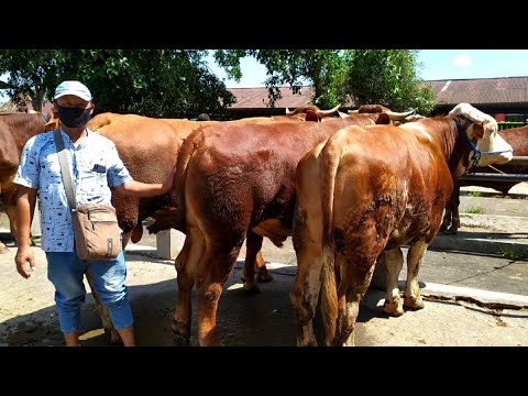 3 ekor tapi bagus bagus bakalan sapi bapak Nurdin