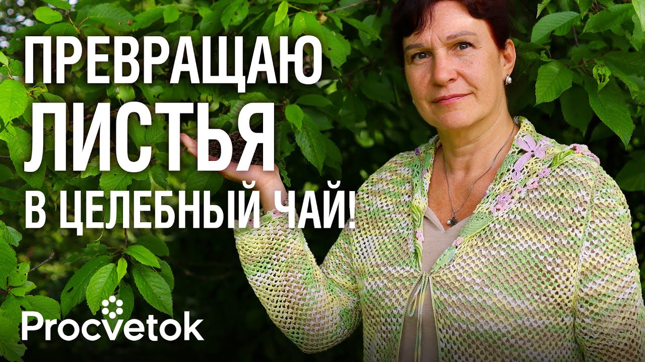 ЗАЧЕМ Я МОРОЖУ МЕШКАМИ ЛИСТЬЯ вишни, смородины, Иван-чая? Самый быстрый способ ферментации трав