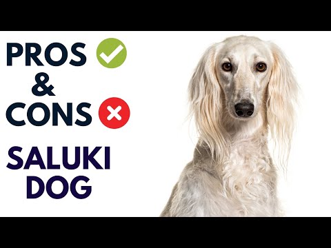 Saluki Dog Breed Pros and Cons | Saluki Dog Advantages and Disadvantages #AnimalPlatoon
