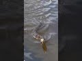 Water Moccasin tried to swim in the boat! #watermoccasin #snake #snakeswimming #snakevideo #scary