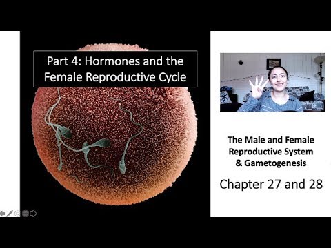Reproduction Part 4:  Hormones and the Female Reproductive Cycle