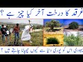 What Tree Jews Finding Why Jews Finding Gharqad Tree Urdu Hindi What Is Gharqad Tree