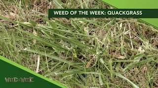 Weed of the Week #1149 Quackgrass (Air Date 4-12-20)