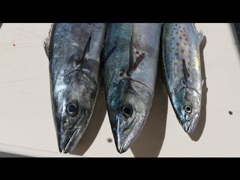 , title : 'Can You Identify These 3 Mackerel Species? (Cero, Spanish and King)'