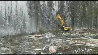 Современная заготовка леса в Костромской области