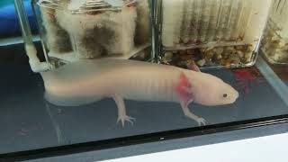 平瀬彪 撮影　赤虫をたべるウーパールーパ