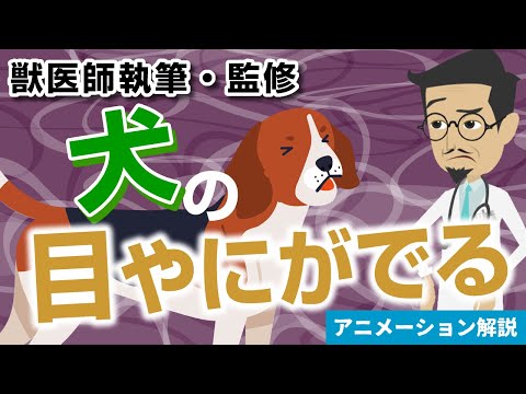 犬の結膜炎 – 認識し、治療し、予防します。