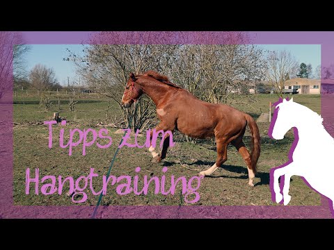 Aufbautraining altes Pferd - Tipps zum Hangtraining