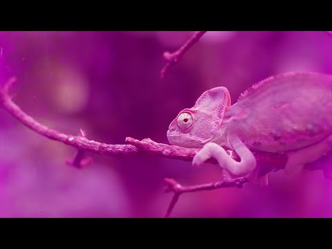 Lazy Lizzard Gang - Faule Echsen (prod. AsadJohn)