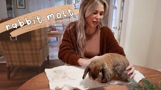 Dealing with the aftermath of a rabbit molt | Behind the Bun