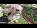 OWL YOU NEED IS LOVE IPhone 12 Pro Max 4K HDR
