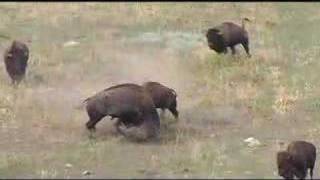Buffalo Fighting at Wind Cave National Park