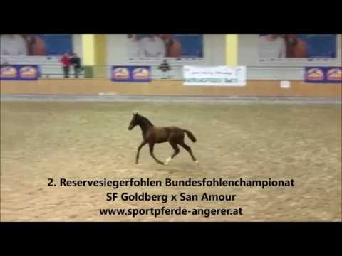 2. Reservesiegerfohlen Bundeschampionat 2016: Goldberg x San Amour *verkäuflich*