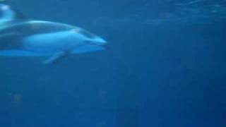 Joakim  - I Wish You Were Gone