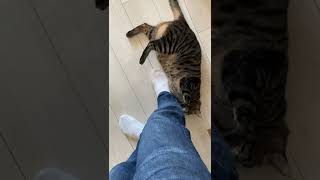 いつものやり取り