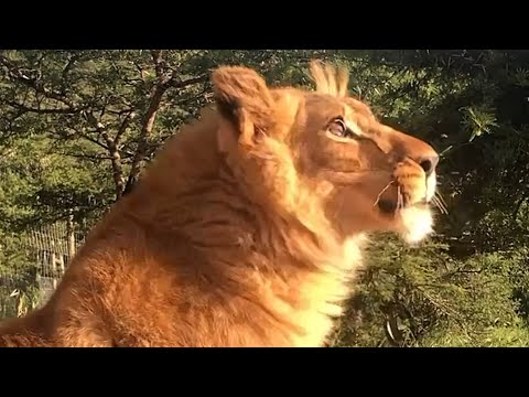 Heartbroken captive lion roars for first time
