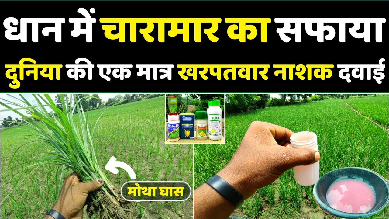 Watch video Paddy Weed Control | Bispyribac sodium, Mtufuron methyl + chlorimuron ethyl WP, Feoxprp-p-ethyl 9.3% Now Paddy Weed Control | Bispyribac sodium, Mtufuron methyl + chlorimuron ethyl WP, Feoxprp-p-ethyl 9.3%