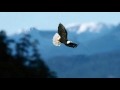Eagle 2 5D Effect