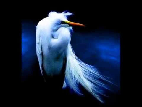 Faith No More - Seagull Song [Preview]