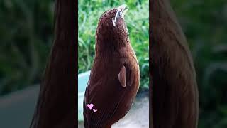 Download lagu Hwamei Bird mp3 Download lagu Hwamei Bird mp3