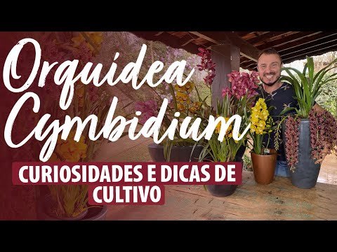 , title : 'Orquídea Cymbidium: As MELHORES dicas de CULTIVO'