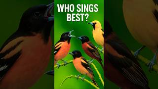 Download lagu Baltimore Oriole & American Oriole – Suara Burung Asli AS | Burung-burung di Halaman Belakang Berkicau (Tanpa Musik) mp3