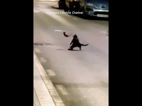 Watch' the  Cat fight 😺 #shorts_ #india #youtubevideo #cat #catshorts #cats #animals #cute #pawslife