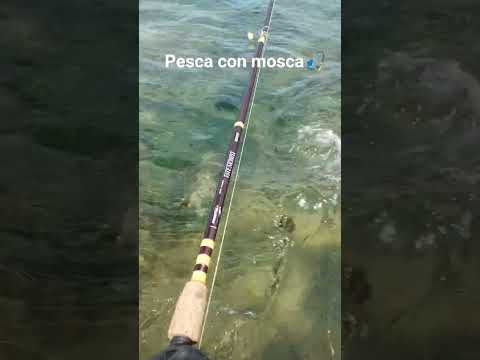 Pesca con mosca,de robalos en Puerto Deseado. Santa Cruz. Patagonia, Argentina