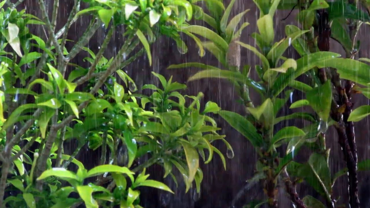 Rain on Leaves, Gentle Rain Sound to Sleep in 3 Minutes, Ideal Background for Sleep or Study
