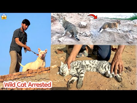 Finally Gabbar Badmash caught the wild cat alive 😱