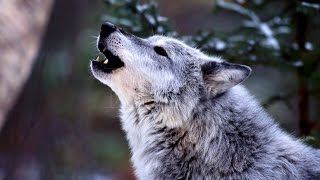 Big Wolf - King