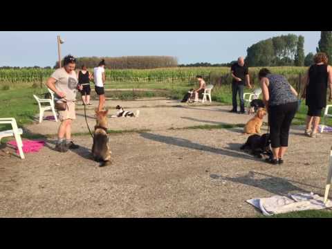 Basis Cursus - Hondenschool Kersten