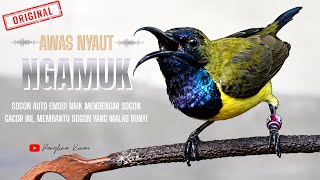 Download lagu Awas Auto Ngamuk Pancingan Sogon Gacor Nembak #pancingansogon #sogongacor #sogonngobra  mp3