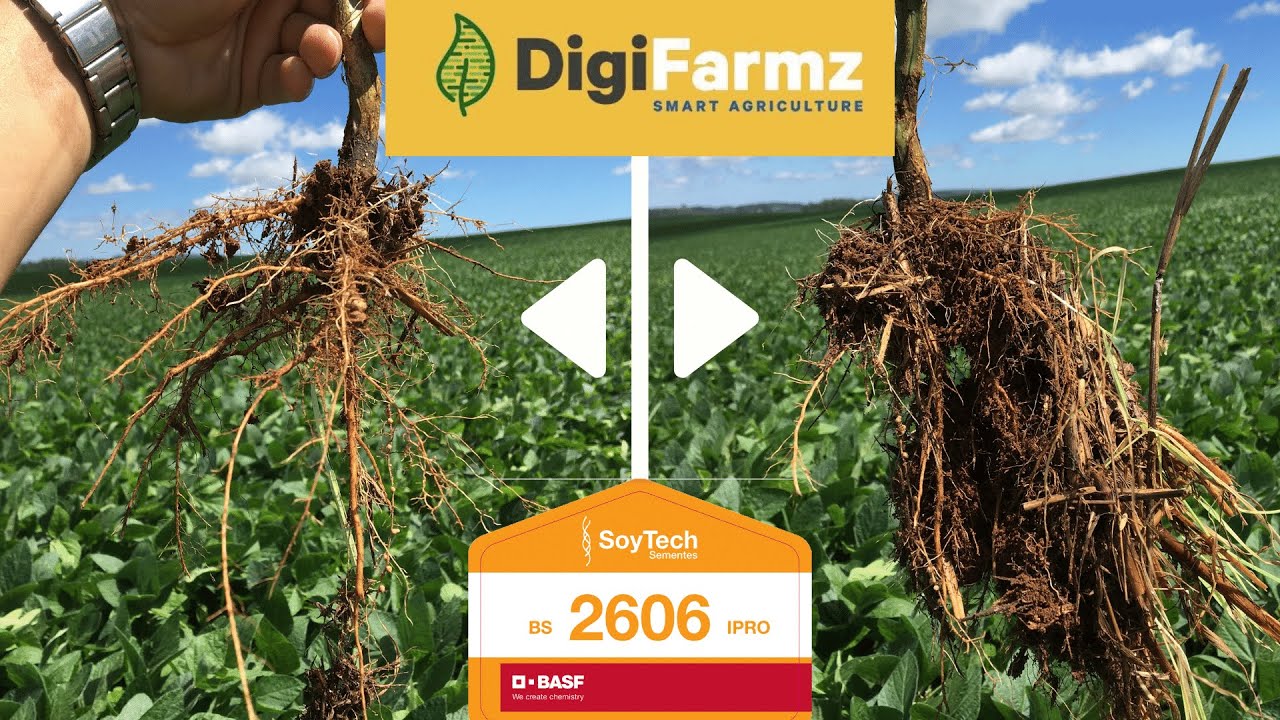 SOJA BS 2606 - Qual foi a produtividade??