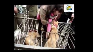 4 Dogs Rescued From Slaughter, Meat Market, China