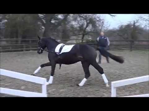 Nr.43 Van Der Vaart v. Van Vivaldi - Roy Black - Werther