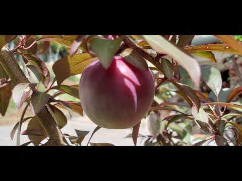 Se Meu Jardim der Flor