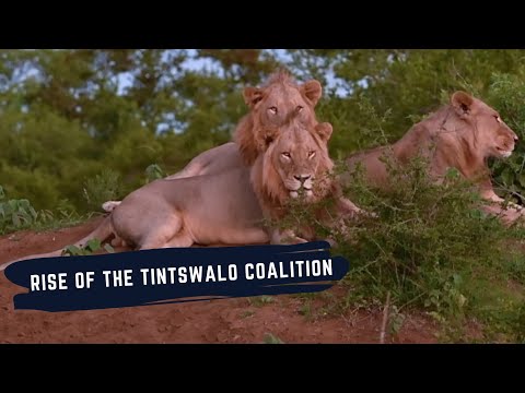 The Rise of The Tintswalo Lion Coalition - Born in 2 different Prides joined Forces