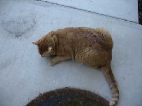 Uday visits outside.