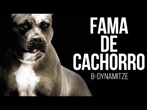 B-Dynamitze - Fama de Cachorro