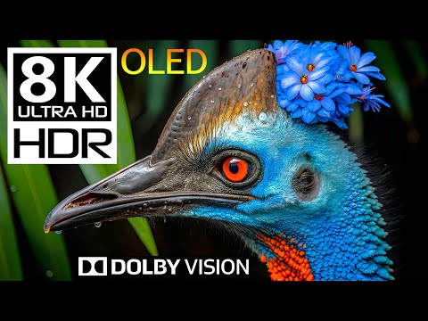 Cinematic Safari: 60FPS 8K HDR DOLBY VISION Experience 🦒