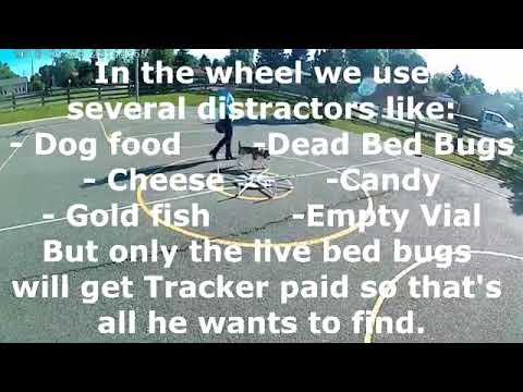 Will bed bug sniffer dog "Tracker" find bed bugs on a scent wheel?