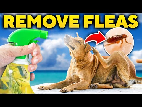 Flea-Free Forever: Ultimate Guide for Protecting Your Pets and Home