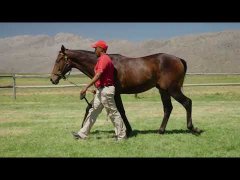 Dagmar x Gimmethegreenlight